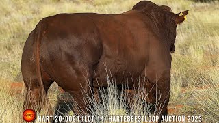 LOT 14  HART 200091 Hartebeestloop Auction 2023 [upl. by Deste]