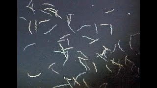 ヤマトカワゴカイの生殖群泳 Reproductive swarming of polychaeta worm [upl. by Favrot]