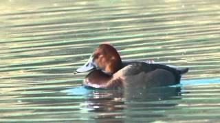 Ibrido Moriglione x Moretta Tabaccata  Hybrid Pochard x Ferruginous duck [upl. by Myk]