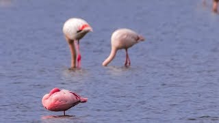 Apareamiento de flamencos en las lagunas de Alcázar [upl. by Dnalram]