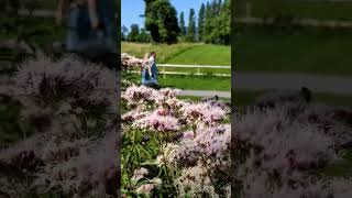 Цветы Eupatorium cannabinum и пчёлки возле озера 😅🥀🐝🌊🏖️🌿🌲🍀🌳 Люцерн Luzern Switzerland yosha28 [upl. by Lleon553]