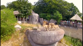 Iglucraft cabins in Ree Park Safari in Denmark [upl. by Reinnej]