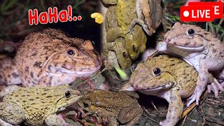 🐸Boing Boing web catching frogs🐸flying and Jumping Part 7 [upl. by Otrebla]