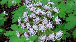 palmate coltsfoot  Petasites palmatus Identification and characteristics [upl. by Marutani846]