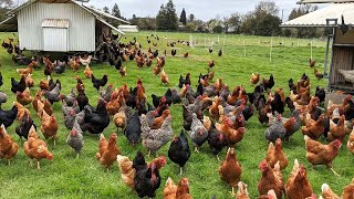 How American Farmers Raise Millions Of Poultry In The Pasture  Chicken Farming [upl. by Hibbitts672]