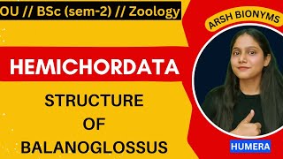 Structure of balanoglossus  phylum hemichordata  BSc ZOOLOGY  Osmania University  humera [upl. by Ahsemrak]