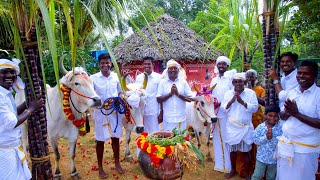 PONGAL CELEBRATION  Mattu Pongal  Grand Tamil Special Festival Celebrate in Village by farmers [upl. by Roscoe]