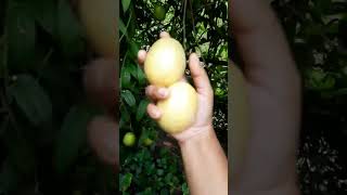 লেবু তোলা I picked many lemons on the tree viralreels viralvideo viralshorts plantforfuture [upl. by Frisse]