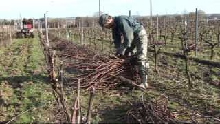 Pépinières Viticoles Morin  Plantation de plants de vigne taille greffage par Vinimédia [upl. by Esmeralda453]