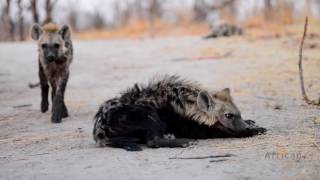 Khwai Tented Camp Okavango Delta Botswana [upl. by Dniren]