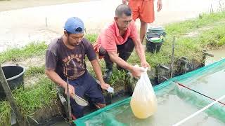 pembeli larva ikan mas langsung kekolam [upl. by Ilera]