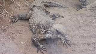 Giant girdled lizards in Zoo Frankfurt in HD [upl. by Ardied21]