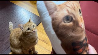 Orange tabby cat gets a custom pillow cat catlover [upl. by Yttig]