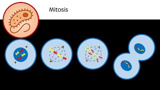 Mitosis  GCSE A Level revision  Prophase Metaphase Anaphase Telophase Interphase [upl. by Inessa]