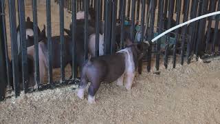 36 Cantrell Showpigs [upl. by Bulley]