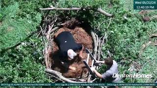 🦅Denton Homes🐥🐥🐥Eaglets get renested new nest is built for them will parents approve May 22 2024 [upl. by Eidak114]