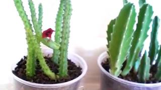 Stinking Flowers Stapelia amp Huernia [upl. by Googins]