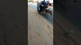 best of Diop no stresshorse reels shorts viral fyp pets senegaltiktok dakar arabic [upl. by Ranique]