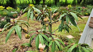 My Bonfire Patio Peach tree is good Fingers crossed that they make it to ripening GA zone 8a [upl. by Eisele]