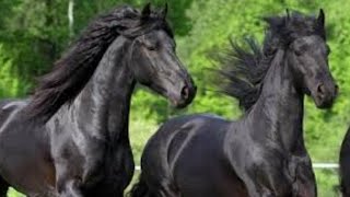 Top 10 thoroughbred horses [upl. by Ynnattirb]