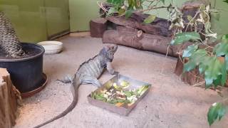 Rhinoceros Iguana at Zoo Saarbrücken in Germany 31082016 [upl. by Agnese]