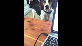 Coonhound talking while I am trying to work [upl. by Gunzburg]