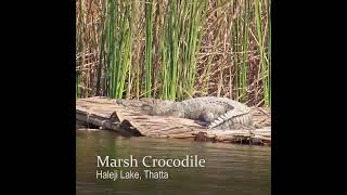 Marsh Crocodile [upl. by Flo851]