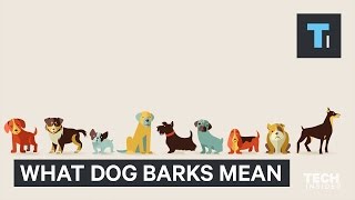 Your dog has different kinds of barks — here’s why [upl. by Aivalf]