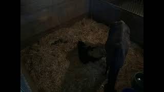 Windhover Farm Live Stream  Gemmas Foal [upl. by Onitram]