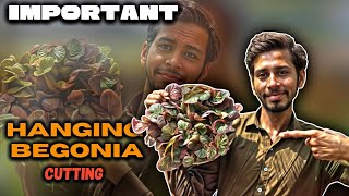 Important hanging begonia red leaf ki cuttings 🫠 [upl. by Woodring]