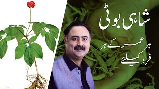 Shahi Booti For Everyone  Benefits of Ginseng  How to Use Ginseng [upl. by Ycniuqal819]