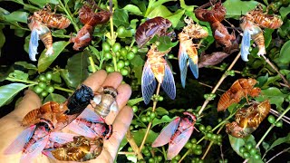 Night Hunting Cicada Hunting Catching Lots of Cicadas During the Night [upl. by Einttirb809]