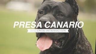 PRESA CANARIO A DOG LOVERS INTRODUCTION [upl. by Kittie906]