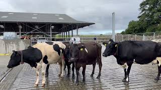 Take a look inside the 950cow dairy unit in Co Galway [upl. by Airdnaz133]