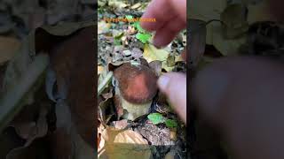 Boletus ReticulatusJune 2024 asmr asmrmushrooms fungi boletus porchini mushroomhunting [upl. by Nirak886]