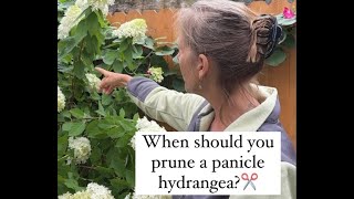 How And When To Prune A Limelight And Other Panicle Hydrangeas [upl. by Nnylirehs]