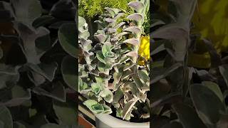 Tradescantia sillamontana plant lowmaintenanceplants garden shortvideo viral tranding [upl. by Notyep]