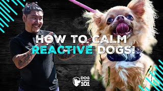 WATCH This Video If You Have a Reactive Dog Watch How to Get Your Dog Comfortable With Others Now [upl. by Yartnod]