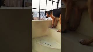 German Shepherd dog barking  gsd dog barking  puppy barking  dog barking  dog barking sound [upl. by Yenot508]