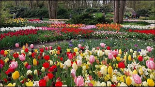 Keukenhof Gardens 2024 [upl. by Newman]