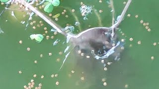 Feeding our Catfish breeders 😊 [upl. by Webb]