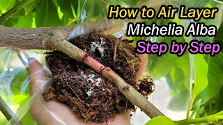 How to Air Layer Michelia Alba White Chamaca Step by Step  Magnolia Alba Propagation 白兰空中压条繁殖 [upl. by Aninotna46]