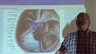 Neuroanatomy 103  Dural folds amp dural venous sinuses  part 4   by Dr Wahdan [upl. by Akemad]