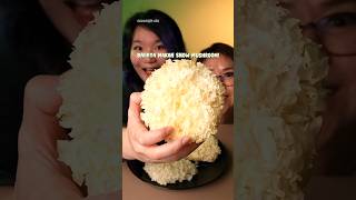 BAHAYA MAKAN SNOW MUSHROOM YANG LAGI VIRAL ATAU PAI MU ER [upl. by Frankhouse]