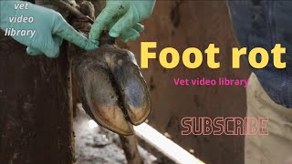 Foot Rot Recognition And Treatment [upl. by Tiphany]