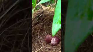 nightingales nest and eggsbulbul nightingale nightingaleofindia birds wildbirds birdspecies [upl. by Nalehp235]