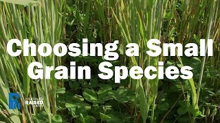 Choosing a Small Grain Species [upl. by Anelagna]