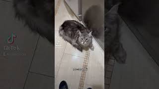 night incident💩mainecoon catlover cats cutecat funnyvideo catfunny cute funnycats love [upl. by Pickens]