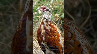 Common Pheasant in moult birds [upl. by Ellehcsar]