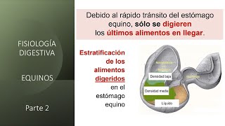 Fisiología digestiva Equinos  Segunda parte [upl. by Adohr]